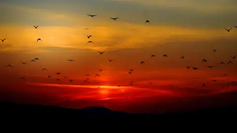 Prachtige zonsondergang met tientallen vogels