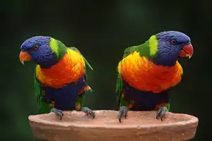 Twee kleurige papegaaien op goede fotoafdruk
