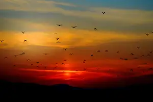 Mooie foto van zondsondergang met vogels op de voorgrond